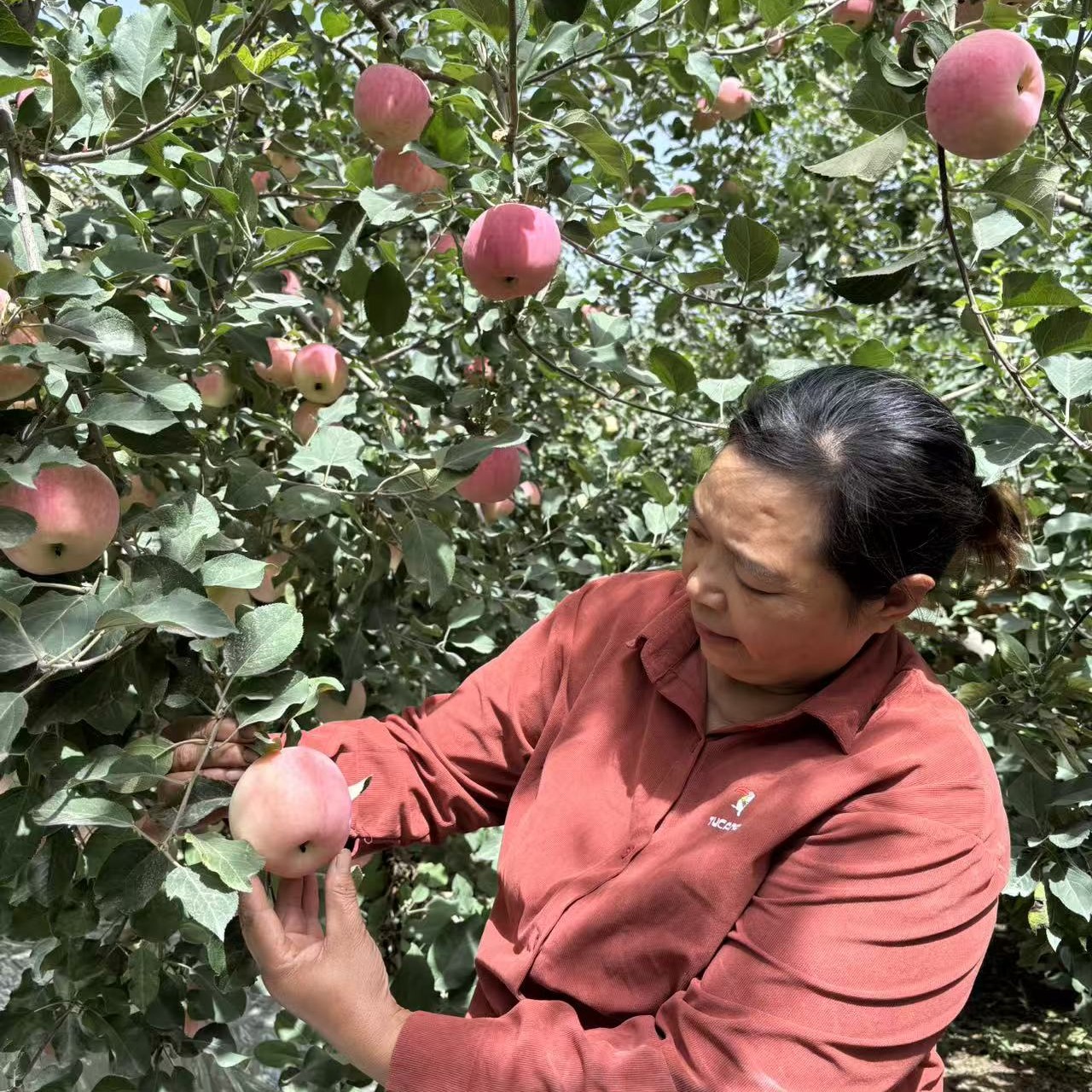 阿克苏冰糖心苹果脆甜多汁细腻无渣（顺丰包邮）