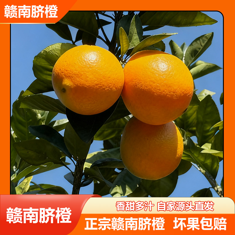 正宗赣南脐橙产地直发香甜多汁现摘橙子应季水果孕妇水果整箱批发