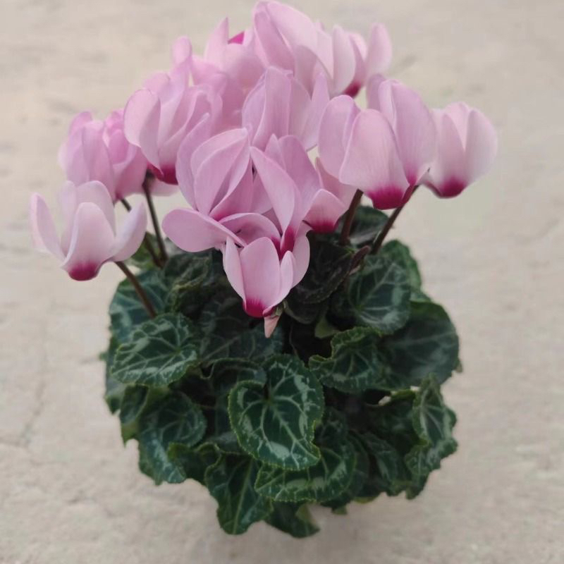 【花苞满满】精品粉色玉兔仙客来四季开阳台室内盆栽兔子花重瓣蝶衣