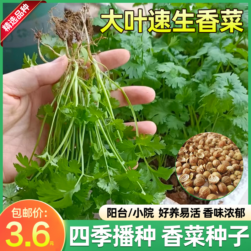 大叶香菜种子菜种子耐热耐抽种植发芽蔬菜盆栽抗病