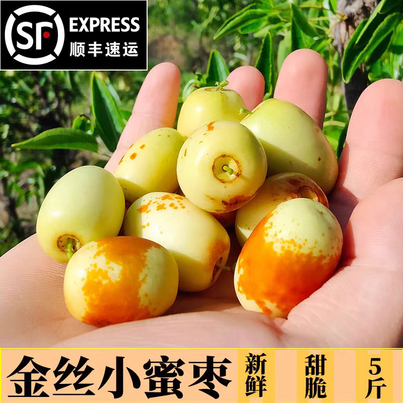 北票上园金丝蜜枣新鲜无农药孕妇水果当季现摘蜜枣5斤红枣自然熟