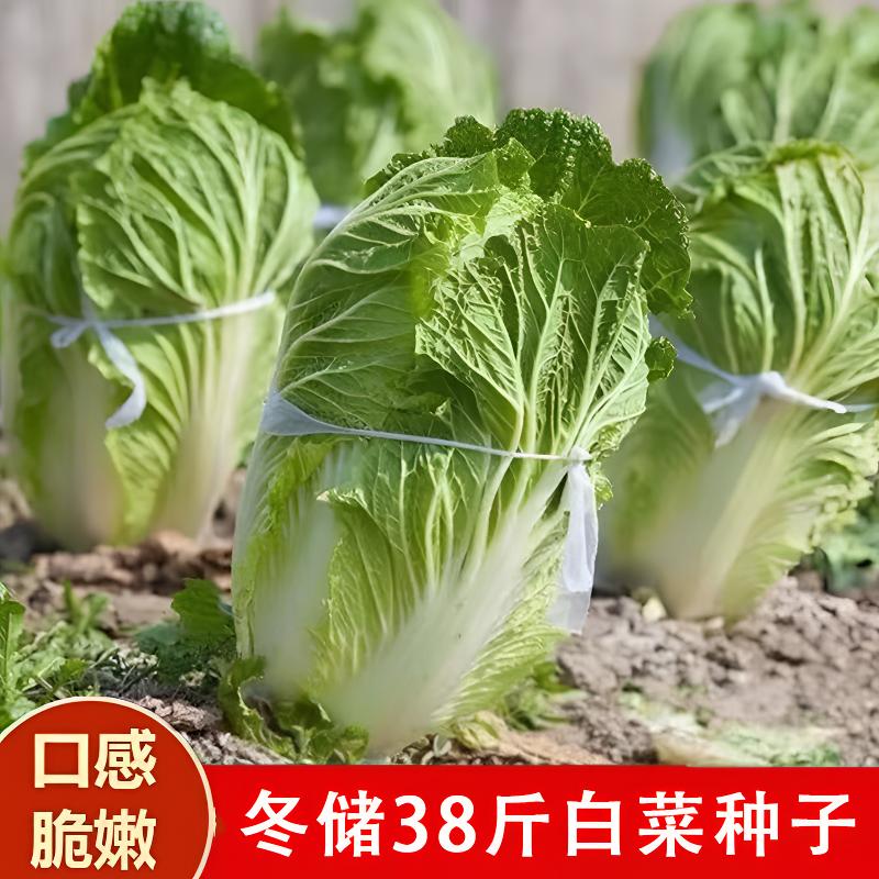 脆嫩多汁冬储38斤大白菜种子大白菜种籽包心白菜种子优质品种lz