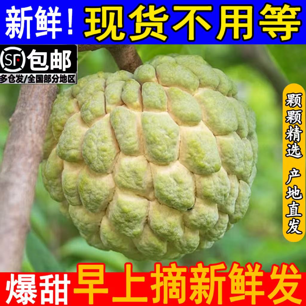 潮汕正宗樟林大目释迦果番荔枝新鲜现摘当季热带水果果园现摘直发