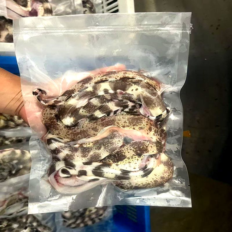 海鳗鱼港钱鳗花鳗钱麻杀好一包3-5条野生鳗鱼，海捕鳗鱼软骨鳗鱼