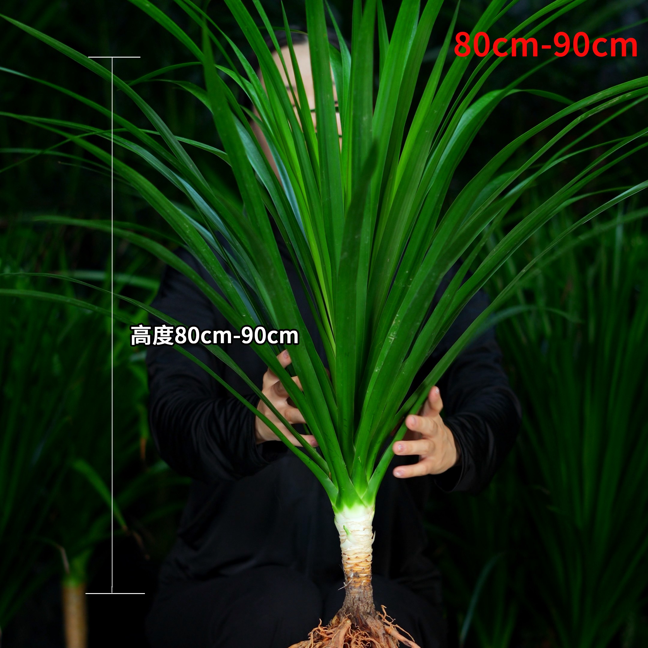 80 - 90cm水培龙血树室内盆栽客厅办公室四季常绿绿植好养