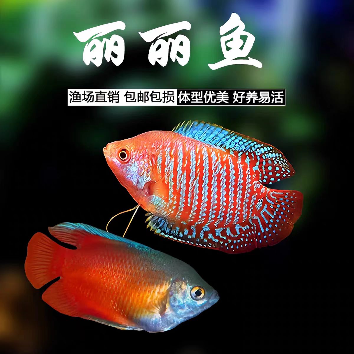 五彩丽丽黄蓝曼龙鱼小型淡水热带好养耐活不打氧桌面水景鱼观赏鱼