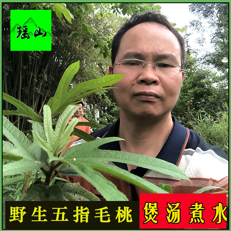 韶关特产野生五指毛桃