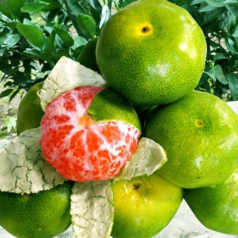 特早熟青皮蜜桔日南一号嫁接橘子树苗南方北方耐寒果树苗盆栽桔子