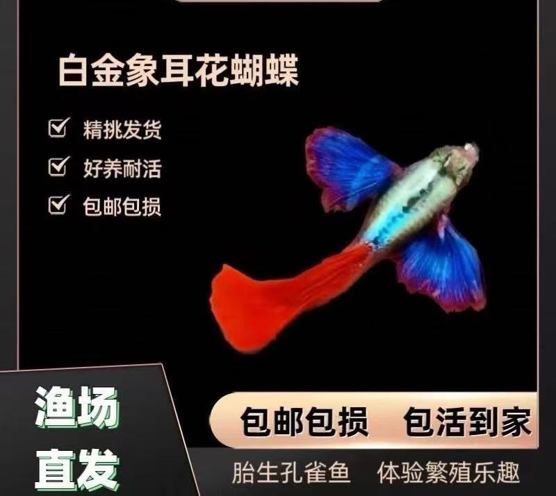 【白金象耳】网红孔雀鱼漂亮大气 耐活 超萌好物