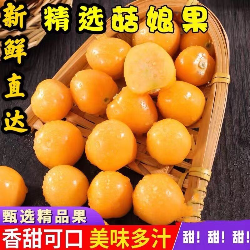东北特产姑娘果灯笼果黄姑娘大姑娘果新鲜采摘果园直发