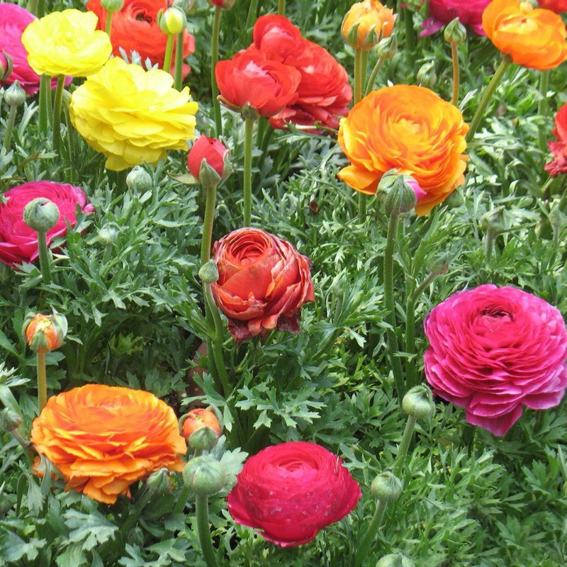 新疆包邮】带芽发货重瓣花毛茛种球洋牡丹芹叶牡丹耐寒浓香花卉