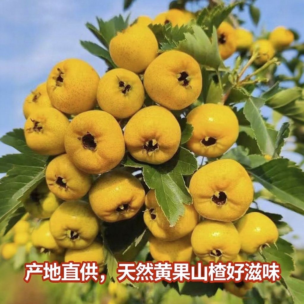 沂蒙山金如意黄山楂稀奇水果酸甜可口现摘新鲜产地直发甜山楂