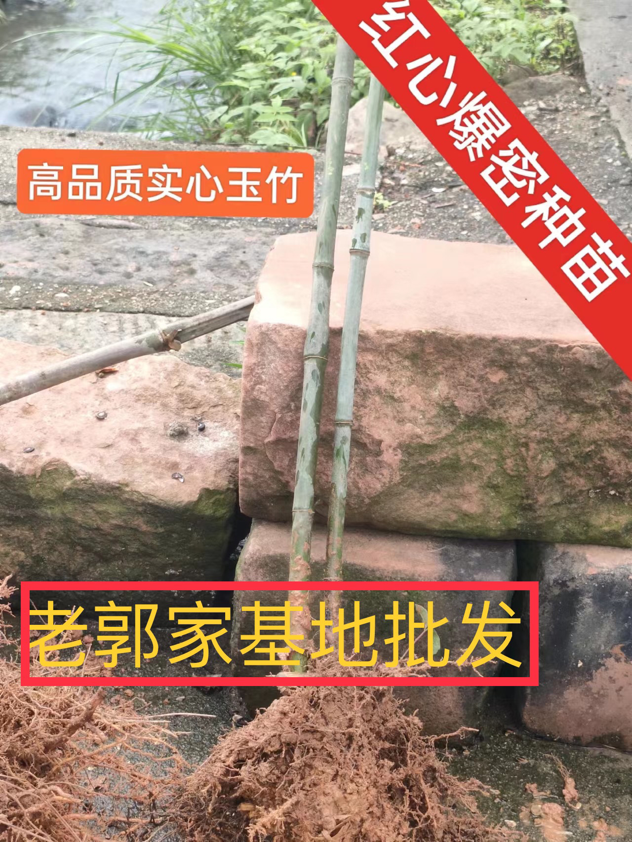 老郭家正宗红心爆密基地种苗，种植一亩地，成为我们老郭家供货商
