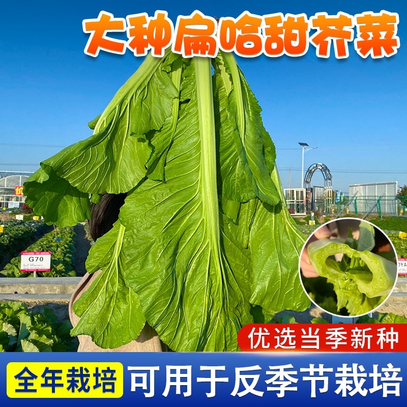 【zs】大叶甜芥菜种子广东芥菜种子宽邦腌制酸菜泡菜南方秋后蔬菜种