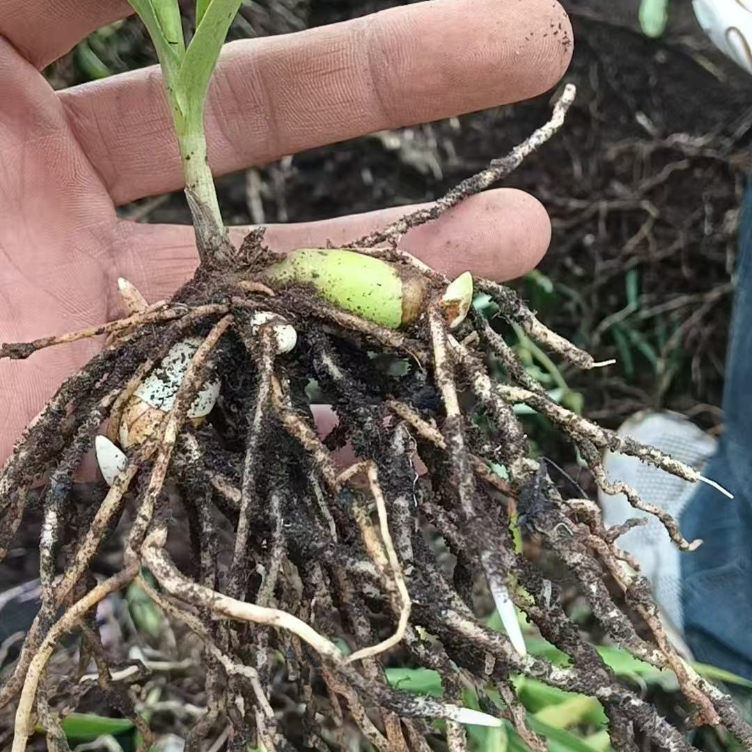 （1000颗）白芨苗 白芨种苗基地直发
