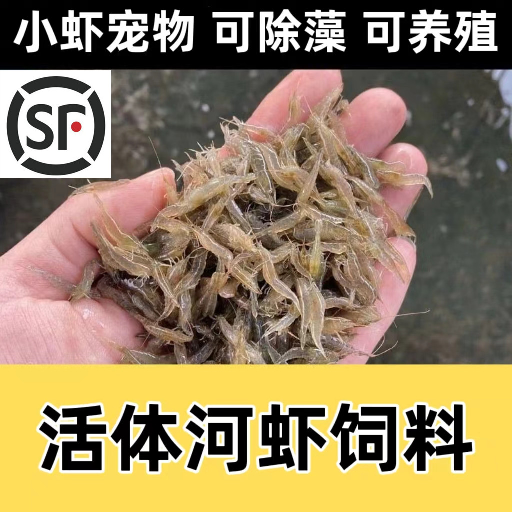 鲜活小河虾黑壳虾鱼饲料除藻虾苗黑壳虾喂龟龟饲料龟粮观赏虾鱼食