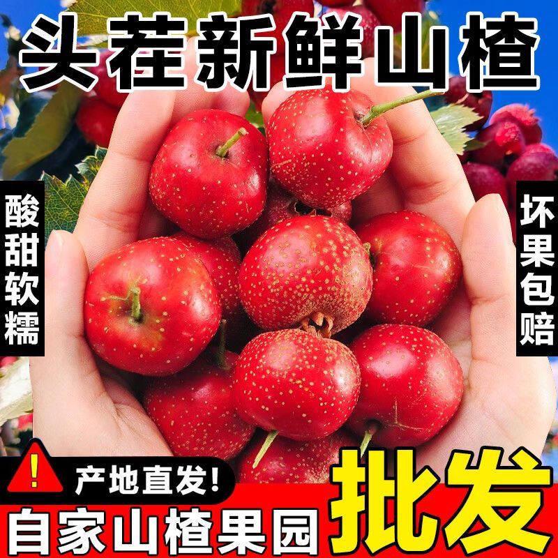 新鲜山楂果大五棱特级大山楂现摘现发鲜山里红果山楂冰糖葫芦