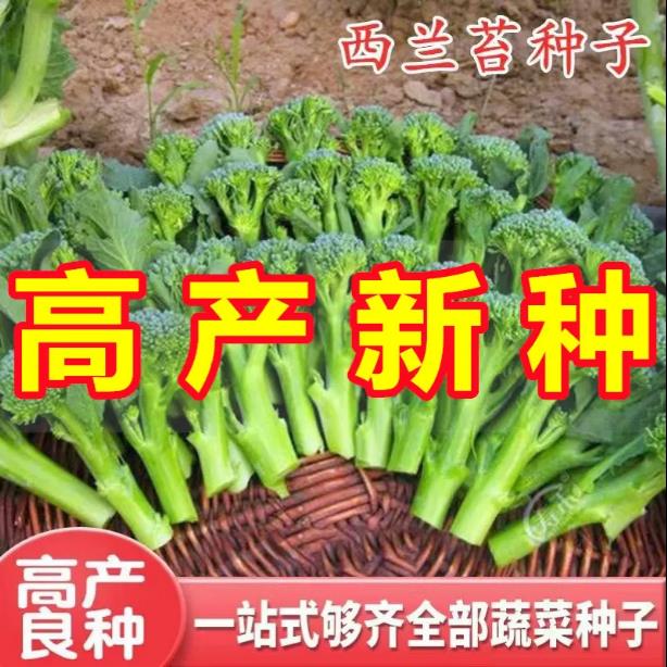 西兰苔种子西洋芥兰种籽小西蓝花芥蓝菜苔菜心四季蔬菜种子大全