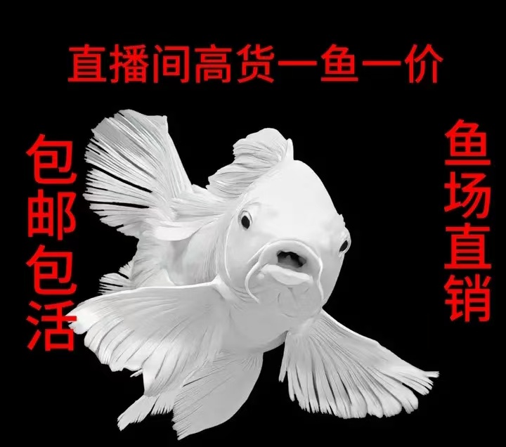 蝴蝶鲤直播间改价链接一鱼一价，售后需提供录开箱视频，入缸不售后
