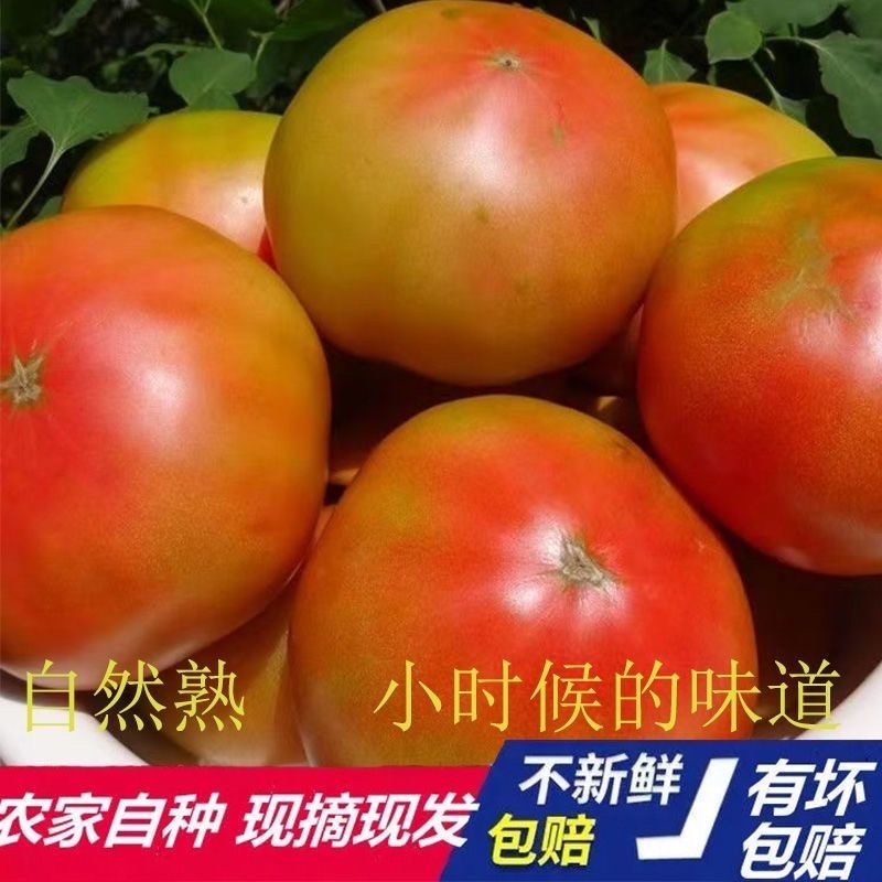 大草莓老味西红柿 拍3斤发4.5-5斤±2两 满籽满瓤新鲜现摘顺丰包邮