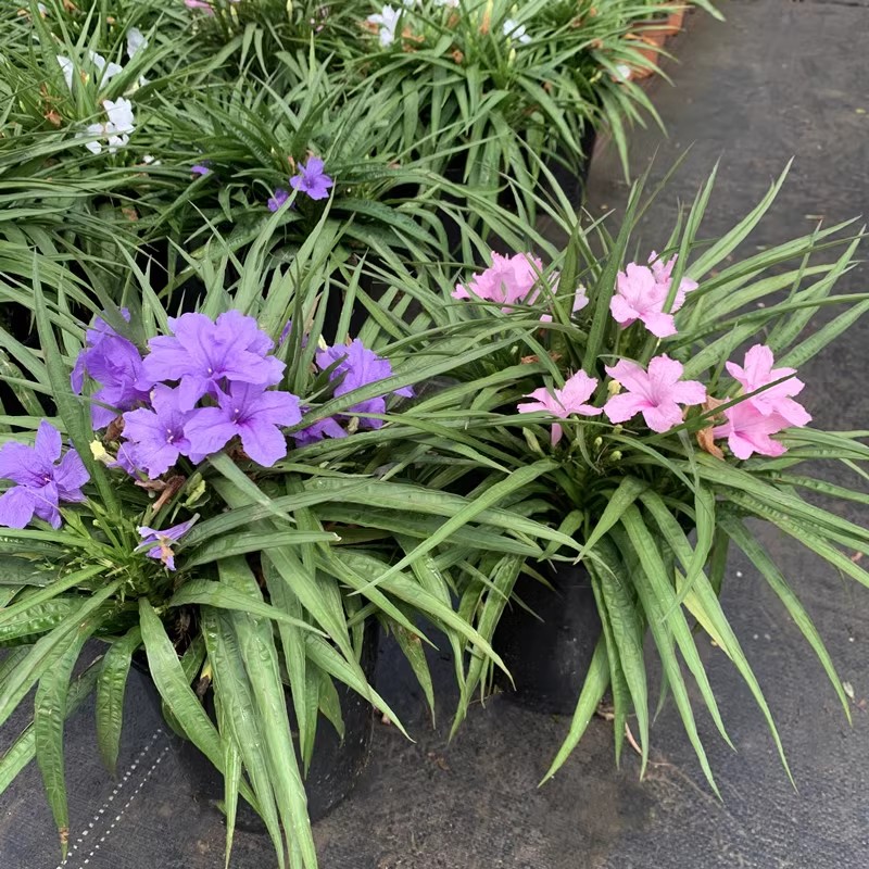 【桃儿专属 】高杆矮化翠芦莉紫花蓝色粉色耐热耐阴喜水开花机器