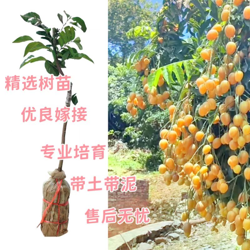 广西发货成熟鸡心黄皮树苗纯甜嫁接苗无核果树苗贵妃南方种植四季