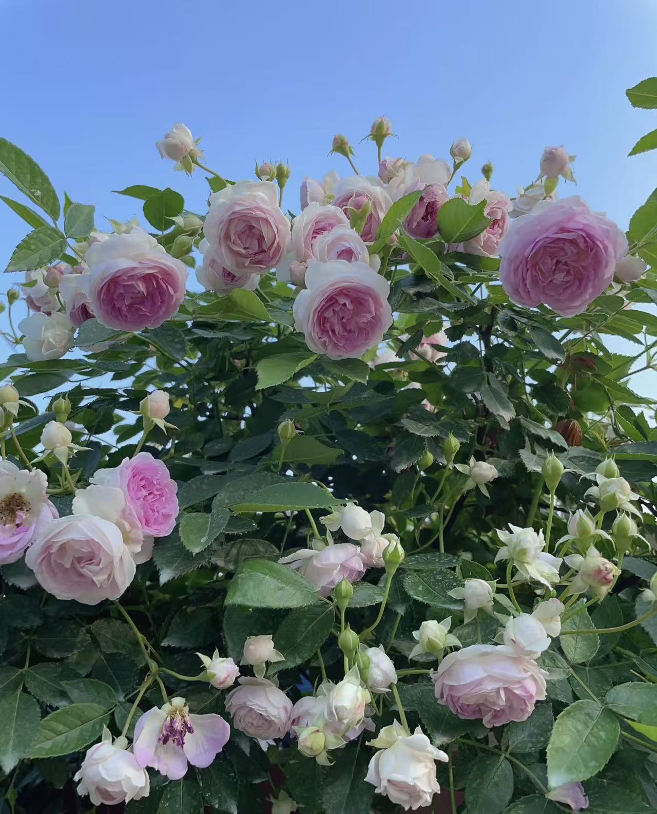 玛姬婶婶浓香多头养花勤花抗病性强多季节的月季棒棒糖玫瑰月季