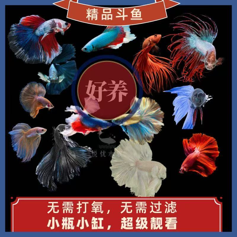 泰国斗鱼上午场直播选号B351-B374号S级精品好养耐活适合桌面饲养