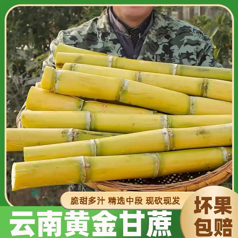 云南黄金甘蔗现砍现发脆皮手撕甘蔗清甜多汁新鲜应季水果肉厚皮薄