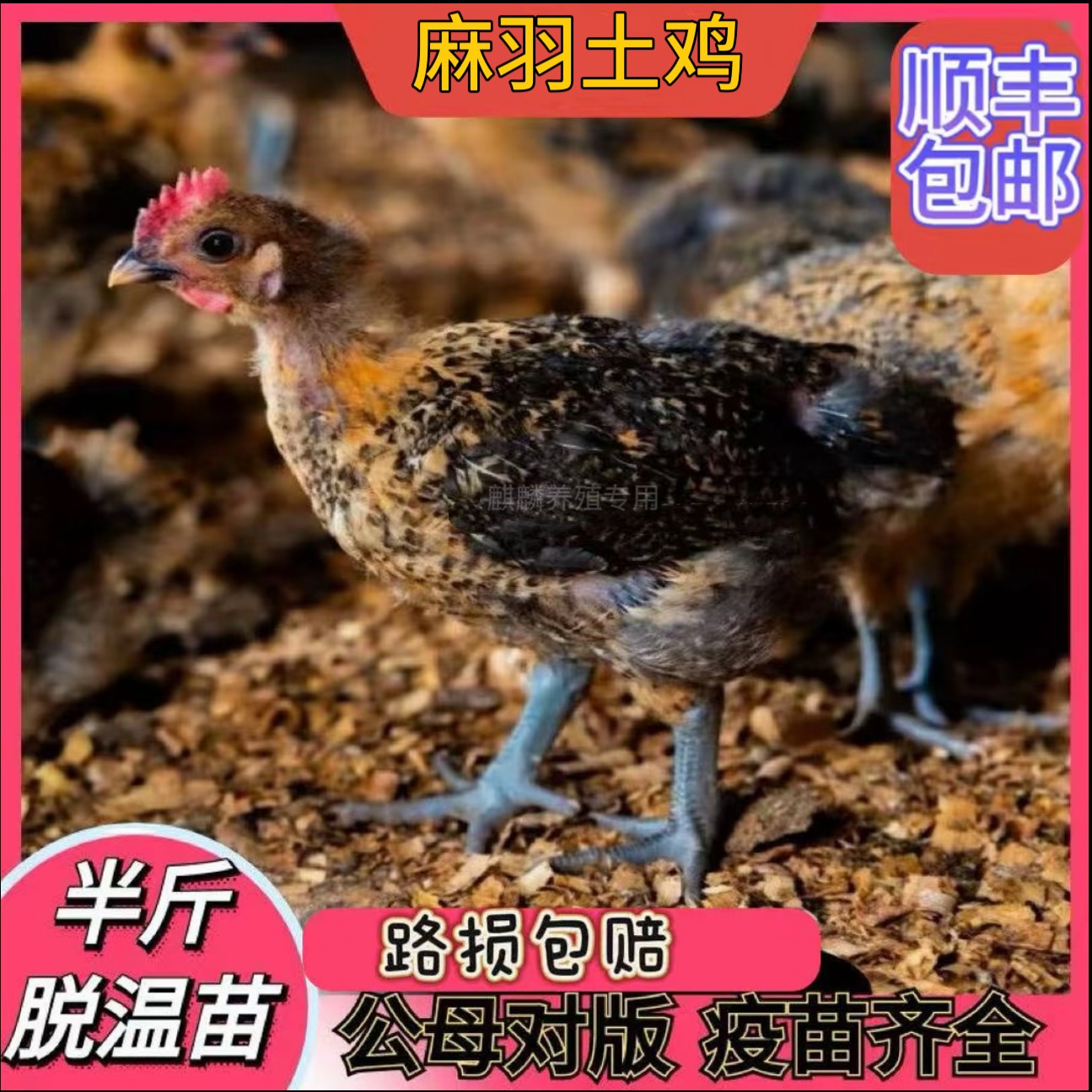 顺丰包邮12只半斤发货青脚麻羽鸡长尾鸡黑腿宠物鸡（y）