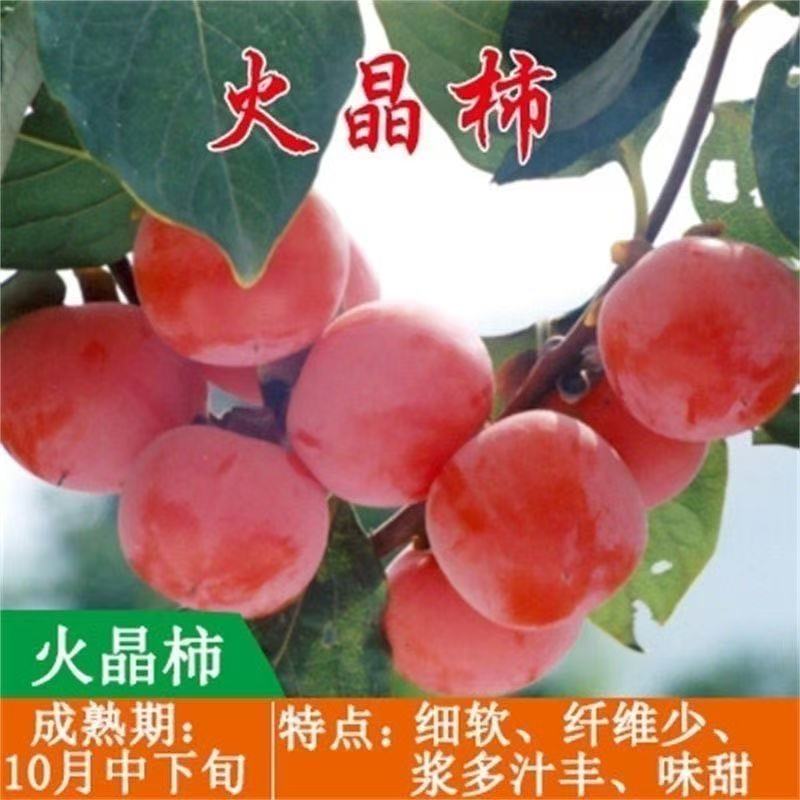火晶柿子树苖软柿子即摘即吃柿子树苖盆栽南方北方种植当年结果苖