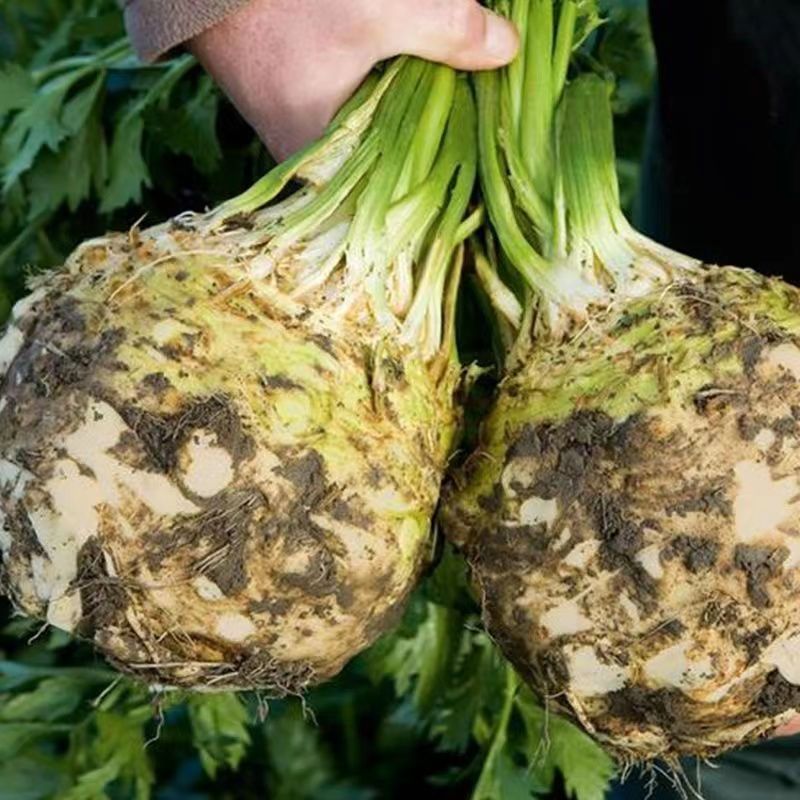 重磅推荐:基地直发现挖现发特色地中海根芹球好吃又好种根芹菜