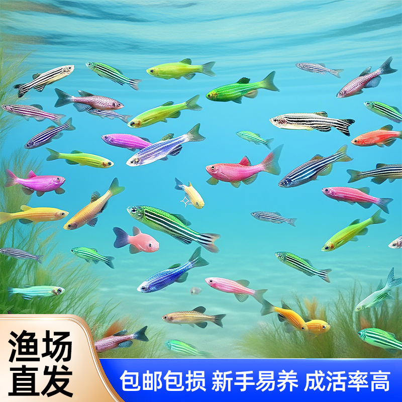 观赏鱼好养耐活斑马大勾虎皮天使丽丽小型热带淡水新手饲养群游