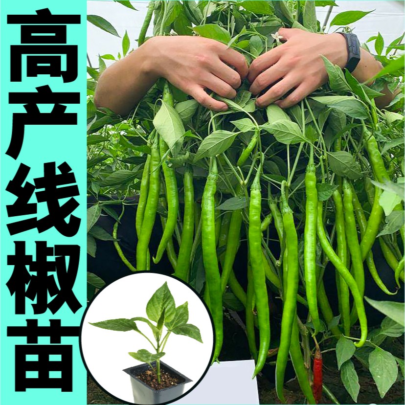 高产长线椒苗秧带土香辣二荆条辣椒种子青红两用春秋四季阳台盆栽