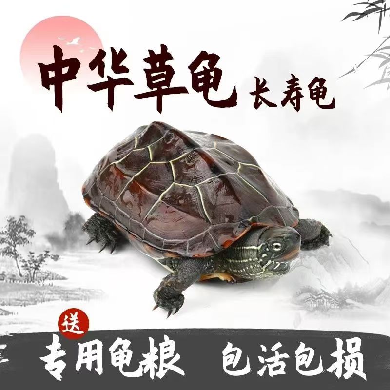 7-9厘米外中华草龟适合家养宠物乌龟好养耐活送龟粮可放生乌龟