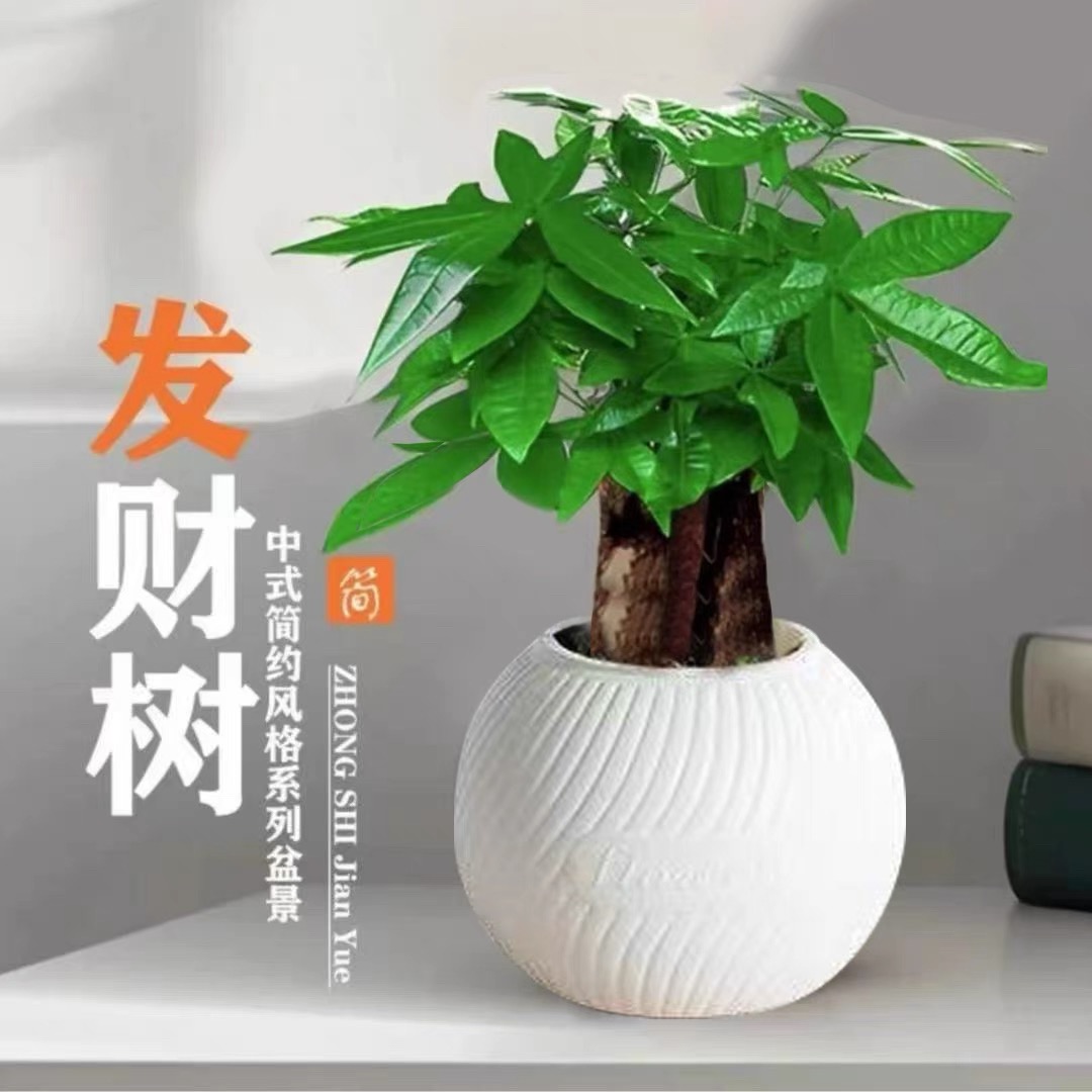 三杆发财树办公室盆栽绿植室内好养植物四季常青常绿客厅绿植盆栽