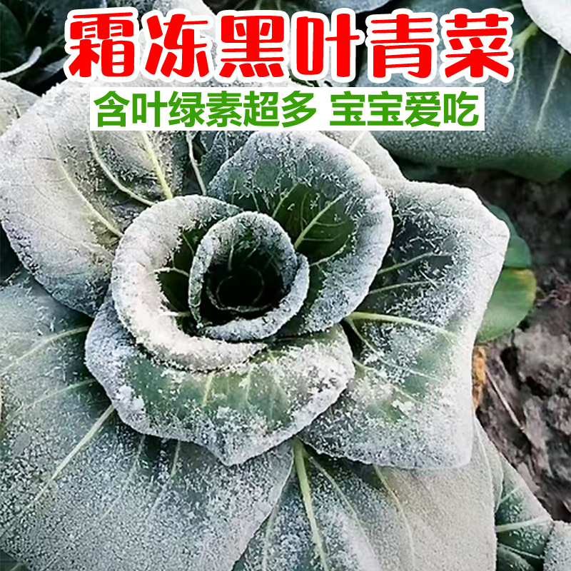 【超低价】苏北青菜黑叶新鲜露天青菜现摘现发应季蔬菜