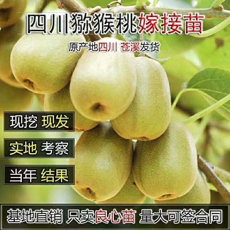 四川苍溪红阳红心猕猴桃苗南方种植果树软枣子嫁接红心猕猴桃树苗