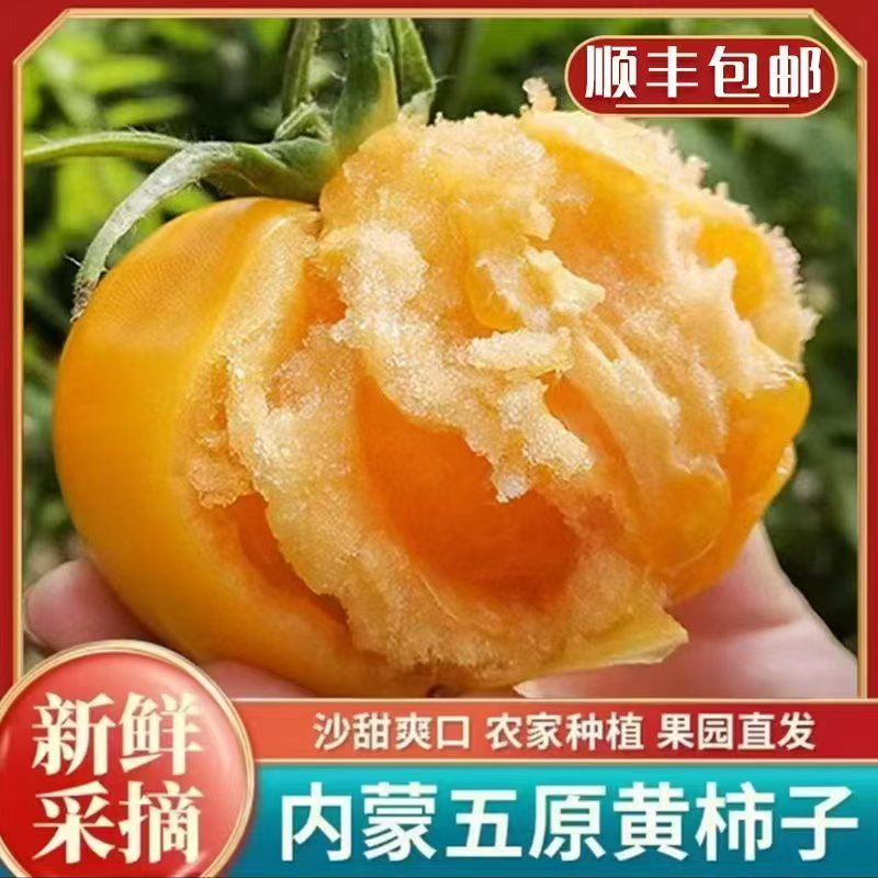（顺丰包邮）内蒙古五原县黄柿子番茄3斤自然成熟现摘现发新鲜爽口