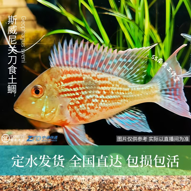 SS南美工作室 斯威尼关刀