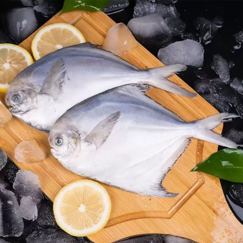 野生大号银鲳鱼1斤4条  平鱼白鲳鱼鲳鳊鱼晶鱼