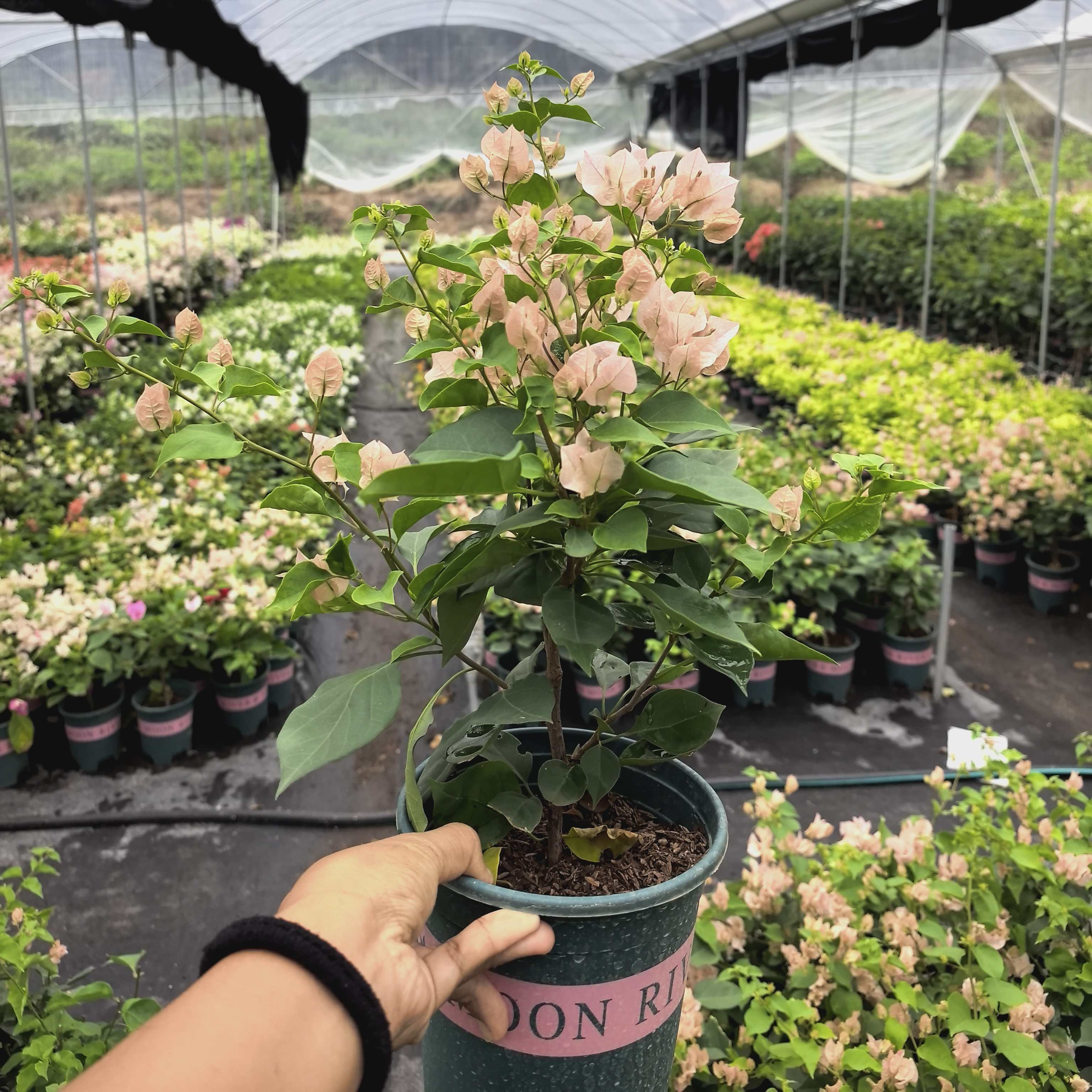 【芗妃三角梅】浮山王子基地杏粉色喜阳爬藤阳台庭院植物