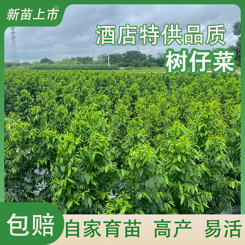 潮汕树仔菜苗带根高产守宫木天绿香益肝菜野菜苗