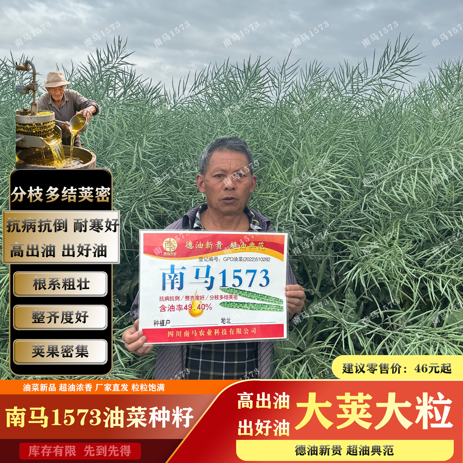 四川南马1573高产甘蓝型杂交油菜种子大荚大粒高出油率油菜种子