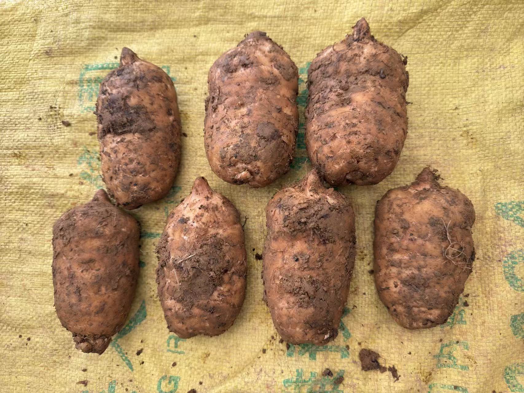 云南昭通小草坝野生种植新鲜天麻产地现挖现发可入药炖鸡煲汤泡酒