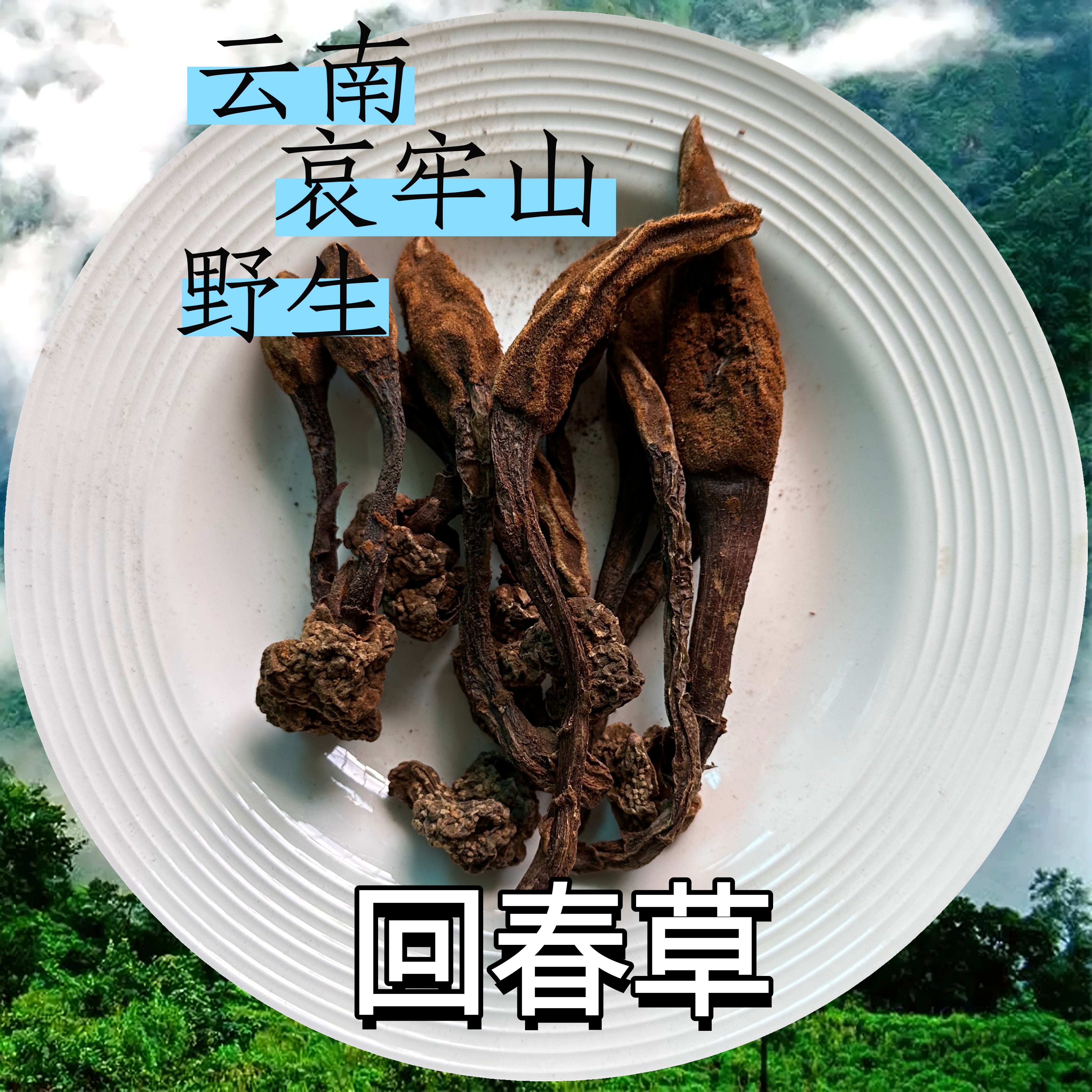 云南哀牢山顶天柱回春草文王一支笔晒干无硫中药材