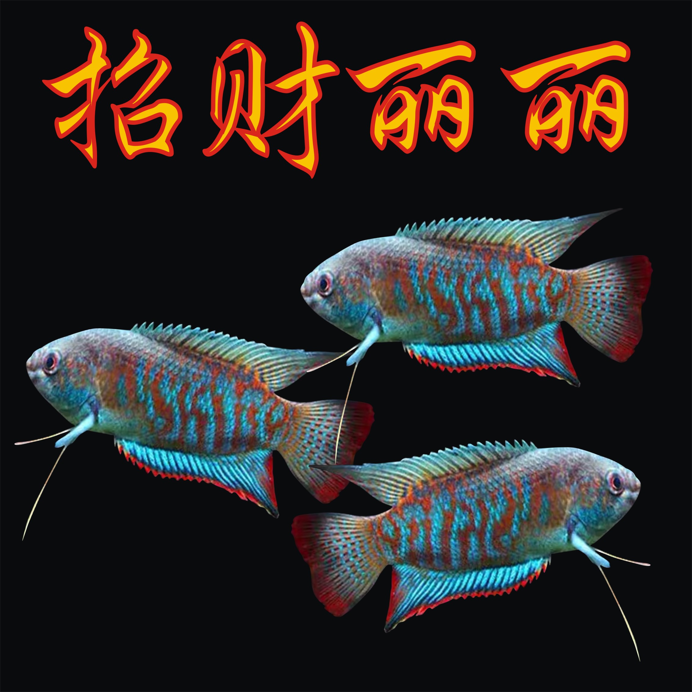 招财丽丽鱼热带淡水小型观赏鱼新手好养耐活不打氧