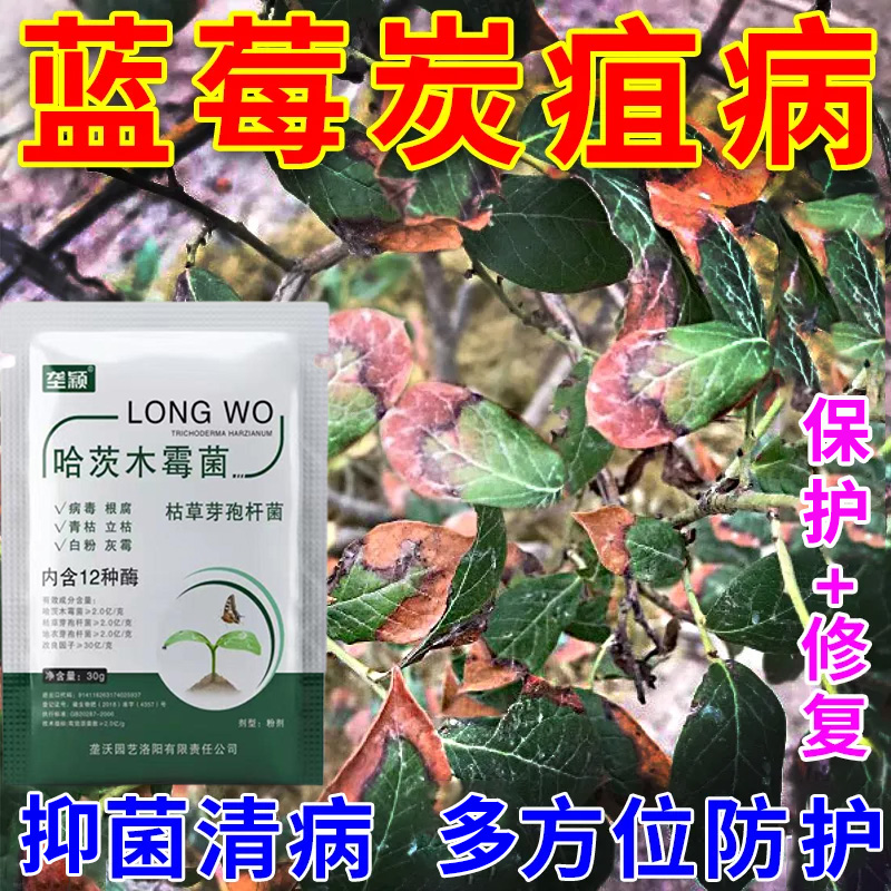 蓝莓炭疽病专用抑菌剂微生物菌剂肥料防灰霉病枯枝病白粉病叶斑病