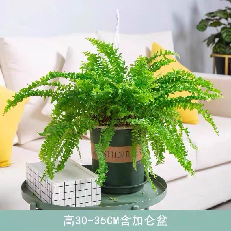 波士顿蕨盆栽垂吊驱蚊绿植物办公室内好养四季常青净化空气除甲醛