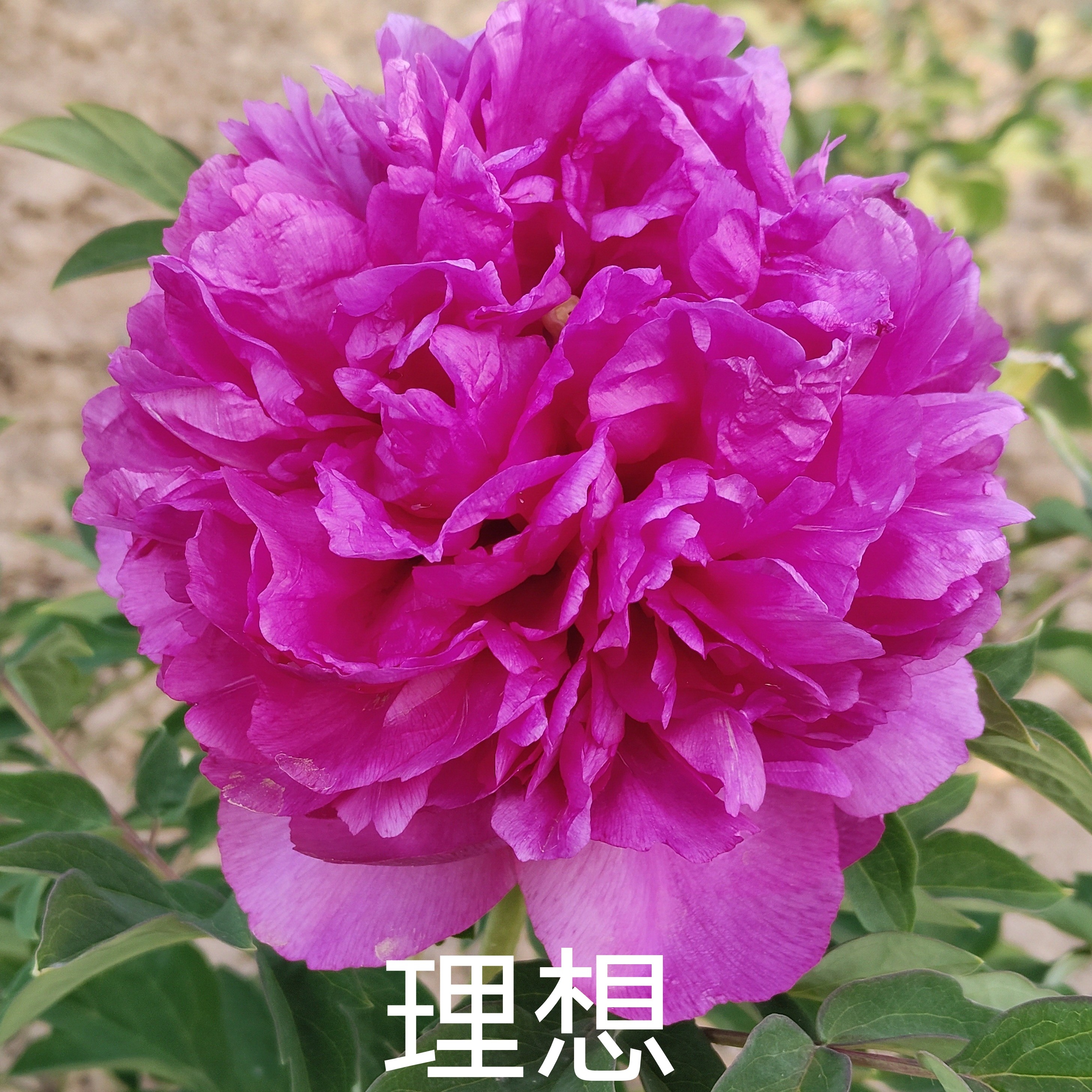 理想西北紫斑牡丹红色精品嫁接苗